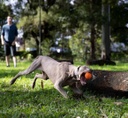 Pelota Tailwind Waboba