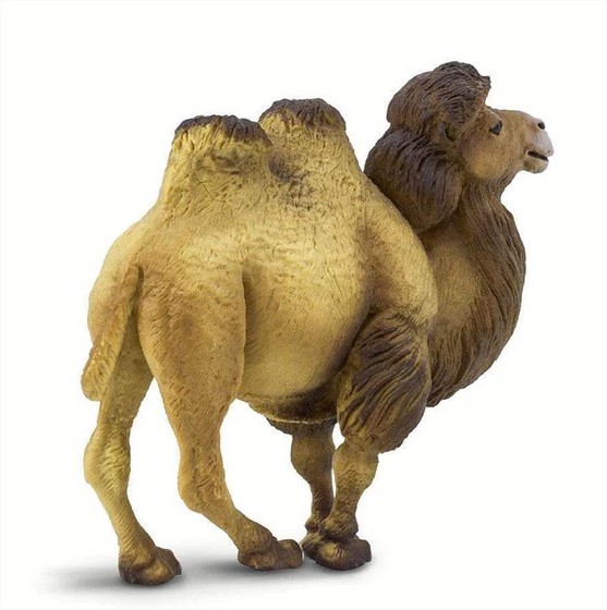 Bactrian Camel Safari