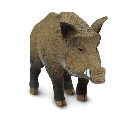 Boar Safari