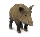 Boar Safari