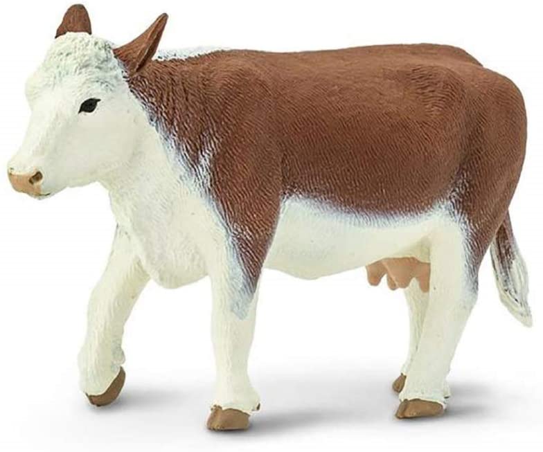 Hereford Cow Safari