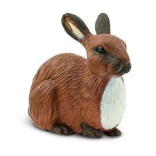 Rabbit Safari