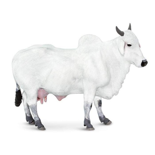 [100150] Ongole Cow Safari