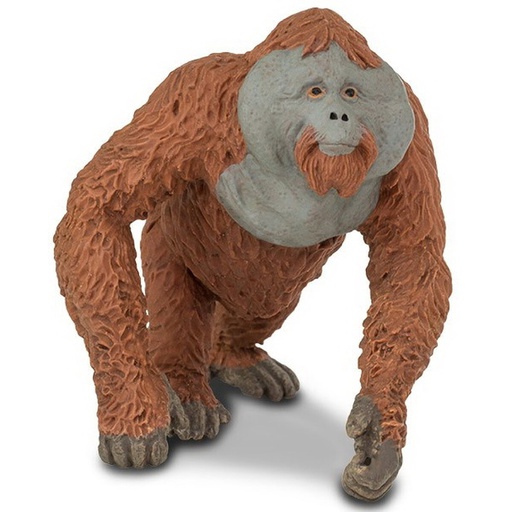 [292929] Male Orangutan Safari